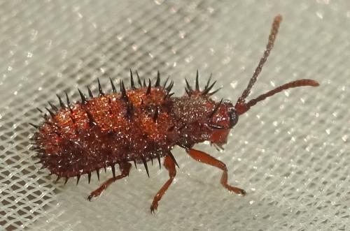 Dicladispa testacea